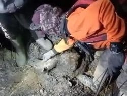 Nasib Naas Dialami Rusa Lereng Gunung Arjuno yang Mati Gosong