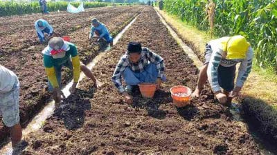 Santri Ponpes Raudlatul Muta’allimien Dibimbing Budidaya Bawang Super
