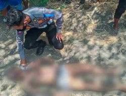 Modus COD, Diduga Maling Motor Tewas Dimassa