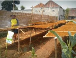 Pupuk Subsidi Dicabut, Petani Tulungagung Kalangkabut