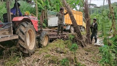 Gapoktan Tebu Tulungagung Setor Giling Tidak Menunggu Musiman