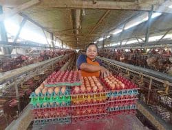 Harga Jagung Ugal-ugalan, 7.411 Ton Disalurlan pada Peternak Ayam di Kabupaten Malang
