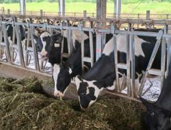 Di Musim Kemarau, Produksi Susu Sapi di Kabupaten Malang Mala Meningkat