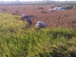 Alokasi Pupuk Bersubsidi Ditambah, Dorong Tingkatkan Produksi Petani Bojonegoro