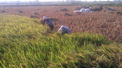 Alokasi Pupuk Bersubsidi Ditambah, Dorong Tingkatkan Produksi Petani Bojonegoro