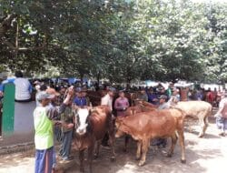 Mendekati Idul Adha, Pasar Hewan di Singosari Mulai Ramai