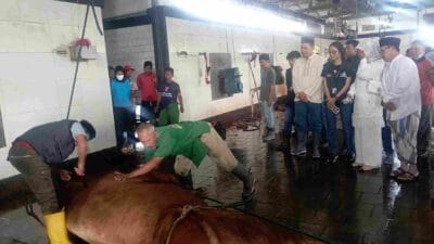 Jelang Hari Raya Kurban, Takmir Masjid di Kabupaten Malang Sudah Ikuti Bimtek Penyembelihan