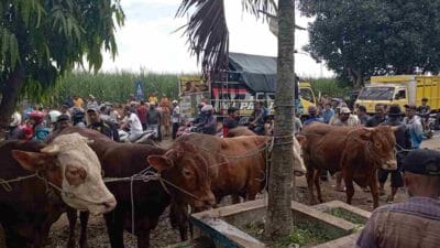 Jelang Idul Adha 2024, Stok Hewan Kurban di Kabupaten Malang Aman dan Zero PMK LSD