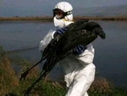 Penyebaran Virus H5N1 Sapi di Peternakan Amerika Serikat Kagetkan Para Ilmuwan