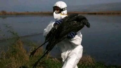 Penyebaran Virus H5N1 Sapi di Peternakan Amerika Serikat Kagetkan Para Ilmuwan