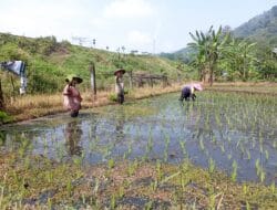 Tunjang Kemandirian Pangan, Pemkab Malang Siapkan 50 Ribu Hektare Lahan