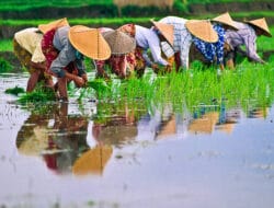 Januari-Mei 2024, Produksi Padi di Kabupaten Malang Sudah 188.200 Ton