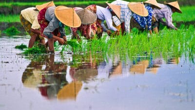 Januari-Mei 2024, Produksi Padi di Kabupaten Malang Sudah 188.200 Ton