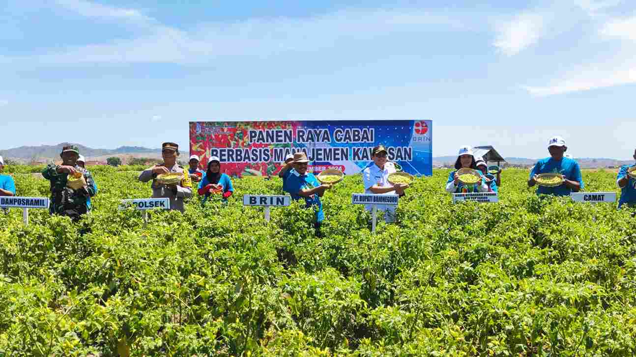 Kolaborasi dengan BRIN, Pemkab Bojonegoro Kembangkan Budi Daya Cabai Berbasis Kawasan di Sambongrejo