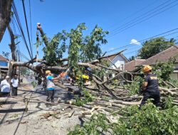 Angin Kencang, Pohon Trembesi di Gondanglegi Malang Tumbang