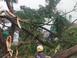Hujan Deras Disertai Angin Kenceng, Pohon di Pakisaji Malang Bertumbangan