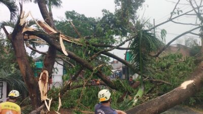 FT. Petugas saat mengevakuasi pohon tumbang di jalan raya depan Puskesmas Pakisaji, Kabupaten Malang (MemoX/nif).