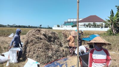 FT. Petani saat panen padi di sawahnya. (MemoX/istimewa).
