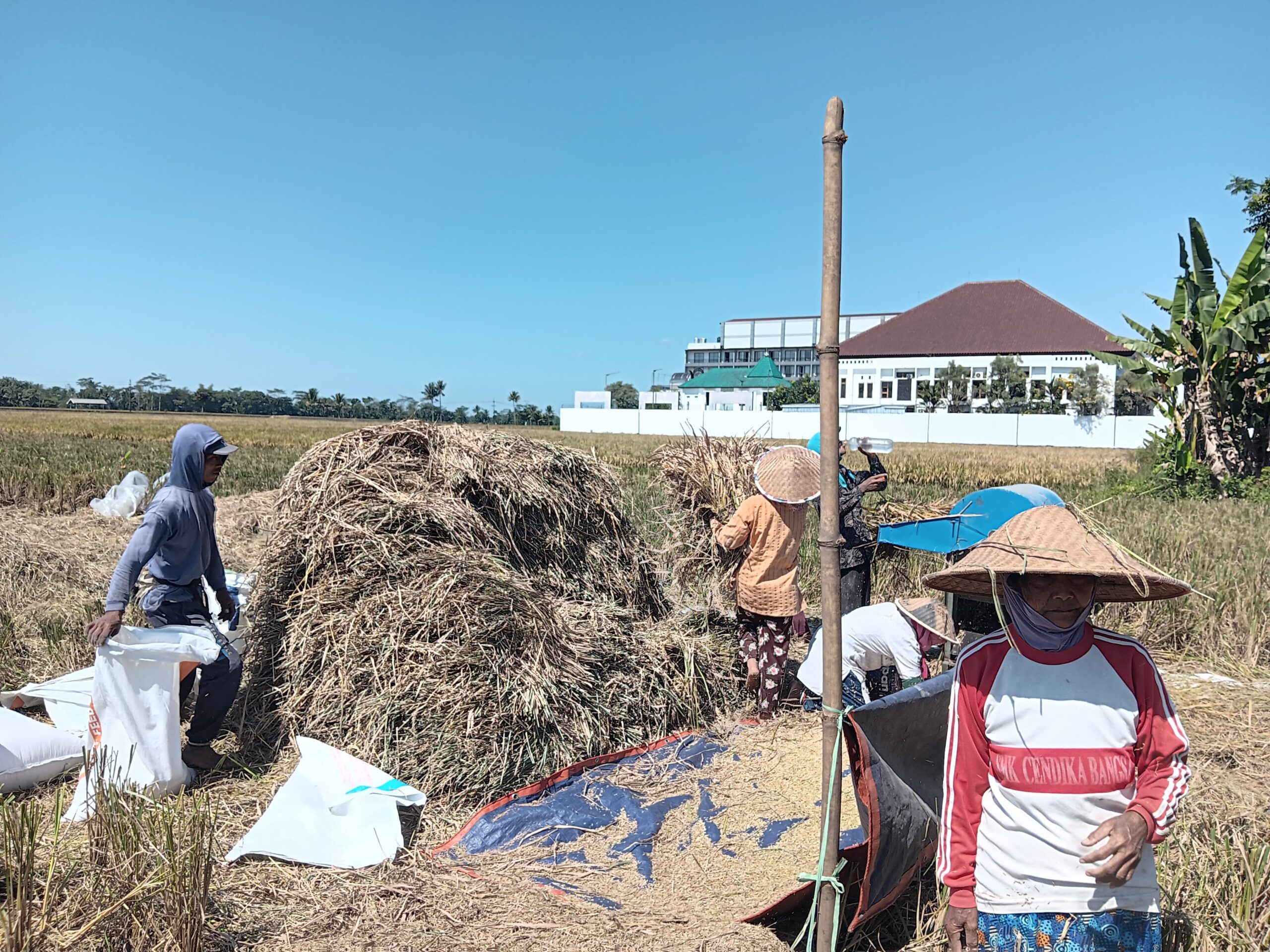 FT. Petani saat panen padi di sawahnya. (MemoX/istimewa).