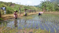 FT. Petani saat tanam padi di Kecamatan Singosari Kabupaten Malang. (MemoX/nif).