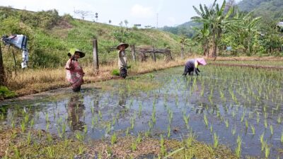 Memasuki Musim Tanam, Pemkab Imbau Petani Maksimalkan Musim Hujan