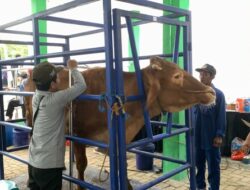 Disnakan Bojonegoro Gelar Kontes dan Pameran Ternak Unggulan dari 28 Kecamatan