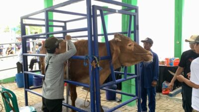 Disnakan Bojonegoro Gelar Kontes dan Pameran Ternak Unggulan dari 28 Kecamatan