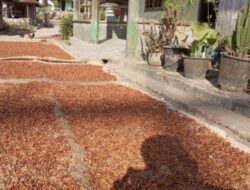 Ketika Cengkeh Berjaya, Petani Tambakasri Sumawe Pernah Berencana Beli Helikopter