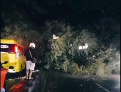 Sebuah Pohon Tumbang di Jalan Raya Karanglo, Singosari, Kabupaten Malang