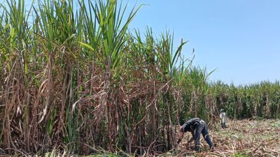 FT. Petani saat menebang tebu di lahan tebu di Kabupaten Malang. (MemoX/istimewa)