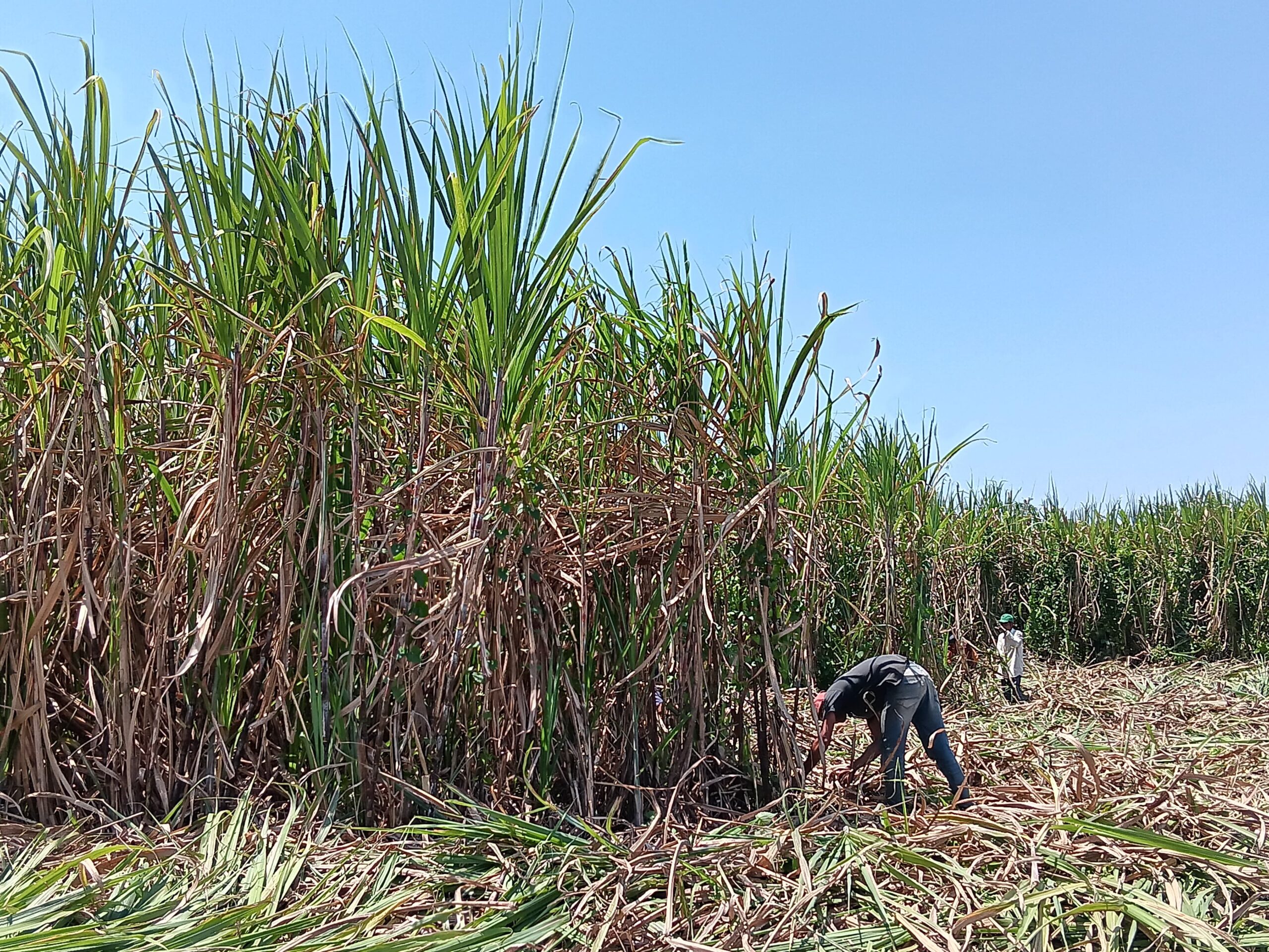 FT. Petani saat menebang tebu di lahan tebu di Kabupaten Malang. (MemoX/istimewa)