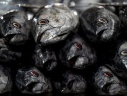 Angka Konsumsi Ikan di Kabupaten Malang Masih Rendah, MBG Diharapkan Jadi Pendorong