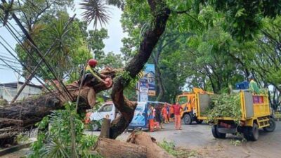 Dinas Lingkungan Hidup Kota Malang Lakukan Antisipasi Pohon Tumbang Dengan Pemeliharaan