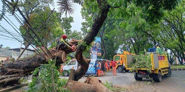 Ft: Pemeliharaan pohon dilakukan DLH Kota Malang.(MemoX/fat)