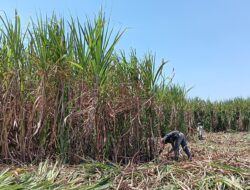 2024, Hasil Produksi Tebu di Kabupaten Malang Meningkat
