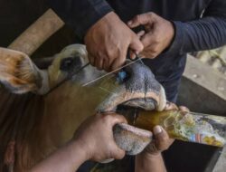 Dispertan Sampang Minta Peternak Melapor Jika Ada Gejala Sapi Sakit