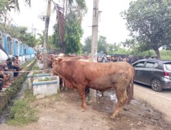 152 Hewan Ternak di Kabupaten Malang Terjangkit PMK