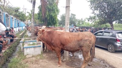 FT. Hewan ternak di salah satu pasar di Kabupaten Malang. (MemoX/nif).