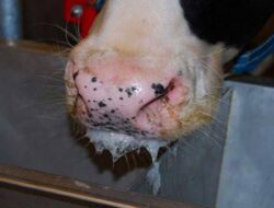 Imbas Penyakit Mulut dan Kaki, Harga Sapi Turun Drastis