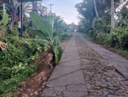 Kesal Tak Kunjung Diperbaiki, Warga Tambakasri Sumawe Tanami Jalan Rusak Dengan Pohon Pisang