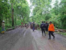 Hujan Deras Picu Pohon Tumbang dan Tanah Longsor di Pagak Malang