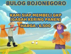 Perum Bulog Bojonegoro Beli Gabah Langsung dari Petani dengan HPP Rp 6.500 per Kg