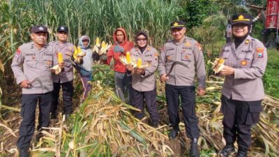 Polresta Malang Kota Gelar Panen Perdana 3 Ton Jagung