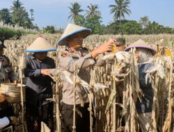 Kapolres Malang Panen Raya Jagung Serentak Tahap 2 Bersama Petani Jagung