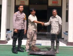 Peduli Satwa Dilindungi, Polres Malang Serahkan Elang Ular Bido ke BBKSDA Jatim