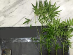 Di Malang Polisi Tangkap Pria Tanam Ganja di Belakang Kandang Ayam