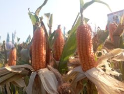 Petani Jagung di Dampit Keluhkan Hama Tikus, Hasil Panen Tak Sesuai Prediksi