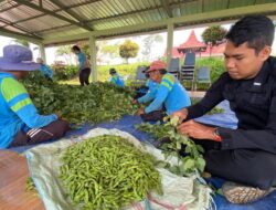 Panen Edamame di SAE Lapas Malang, Bukti Nyata Program Kemandirian yang Berkelanjutan