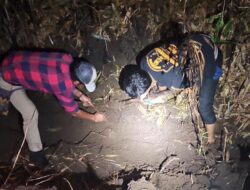 Polisi Resor Malang Berhasil Identifikasi Mayat Terbakar di Kebun Tebu