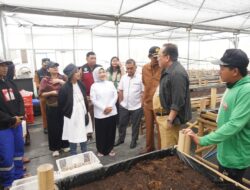 381 Hektar di Ngadas Ditanami Kentang, Perhektar Panen 20 Ton